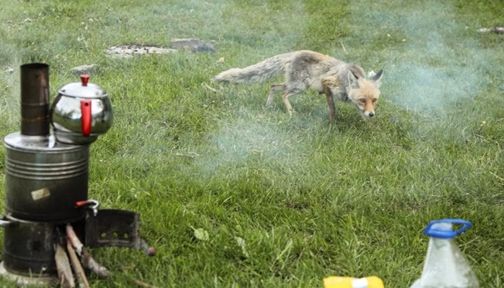 Kars'ta davetsiz misafir tilki, piknikçilerin sofrasına ortak oldu