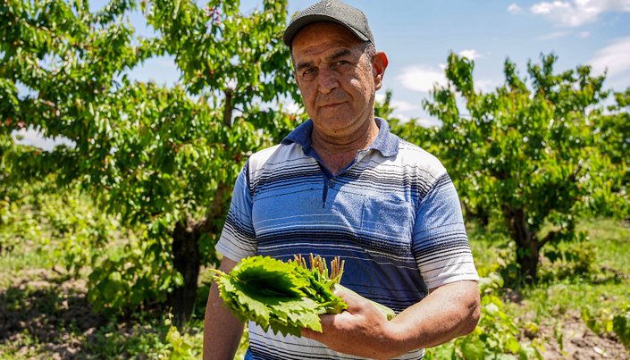 Tokat'ta hasat başladı: Asma yaprakları tek tek toplanıp özenle istifleniyor