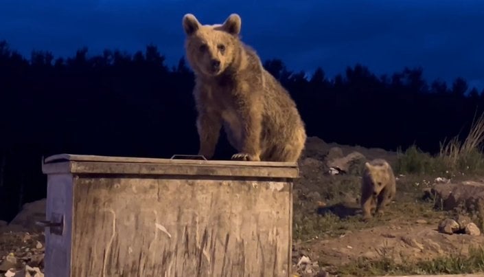 Sarıkamış’ta yavru ayıların çöp konteyneriyle sınavı