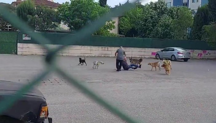 Kocaeli'de sokak ortasında 10 köpeğin saldırısına uğradı
