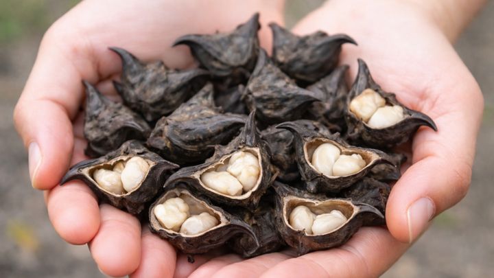 Sosyal medyayı şaşırttı! Su kestanesi (Trapa natans) nedir, yenir mi?