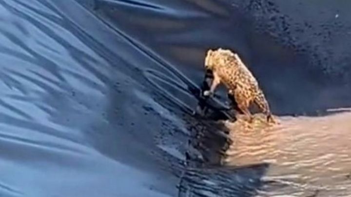 Siirt’te kurt, boş su havuzuna düştü