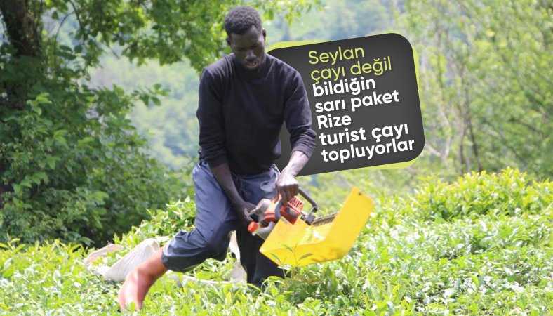 Doğu Karadeniz'de çay bahçelerinin yeni işçileri Senegalliler