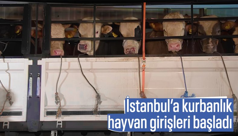 Kurbanlık hayvanların İstanbul'a girişi başladı