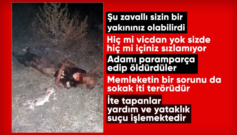 Fatih'te sokak köpeklerinin saldırdığı kişi öldü