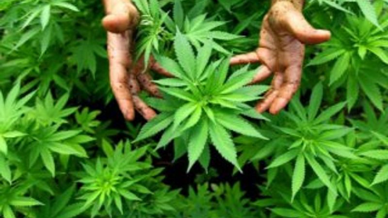 Tarlada kenevire büyük ilgi