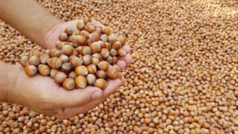 Fındık üreticileri mahsulün 20 liradan alınmasını istiyor