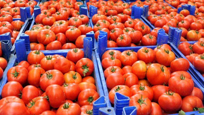 Rusya, Türkiye'den aldığı domatesin kotasını artırdı