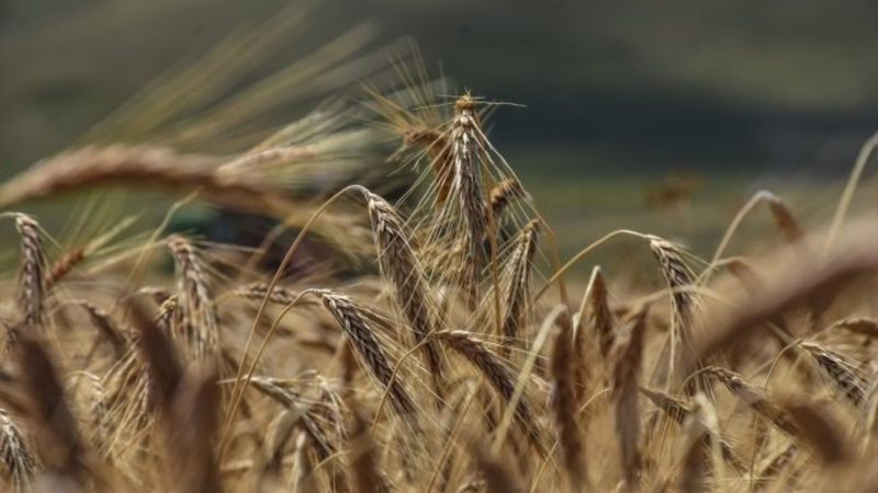 Kuraklığa, soğuğa ve hastalığa dayanıklı tritikale geliştirilecek