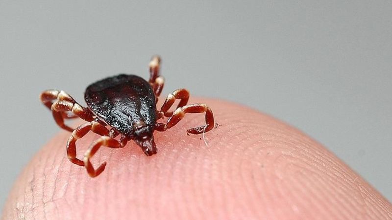 Malatya'da KKKA'dan bir çoban hayatını kaybetti