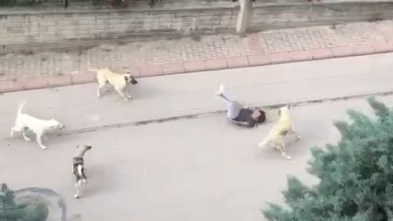 Sahipsiz köpek sorununa karşı internet sitesi kurdu