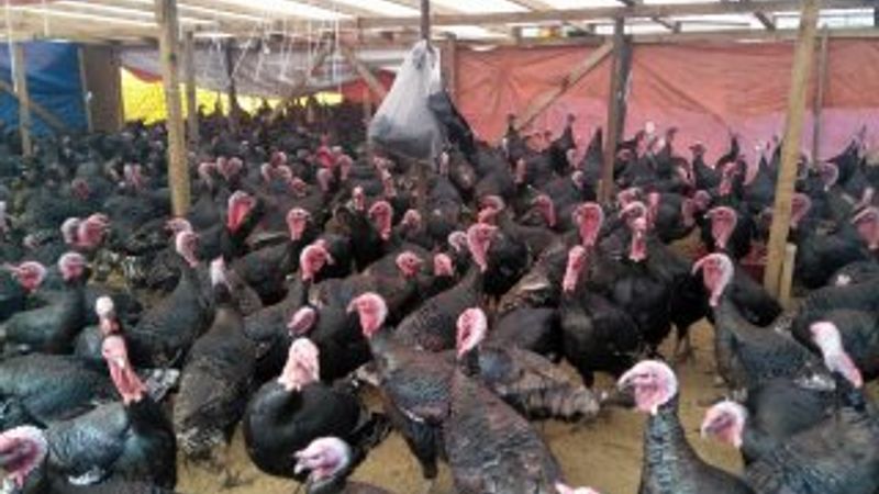 Yargıtay kararı: Hindi küçükbaş hayvan değildir