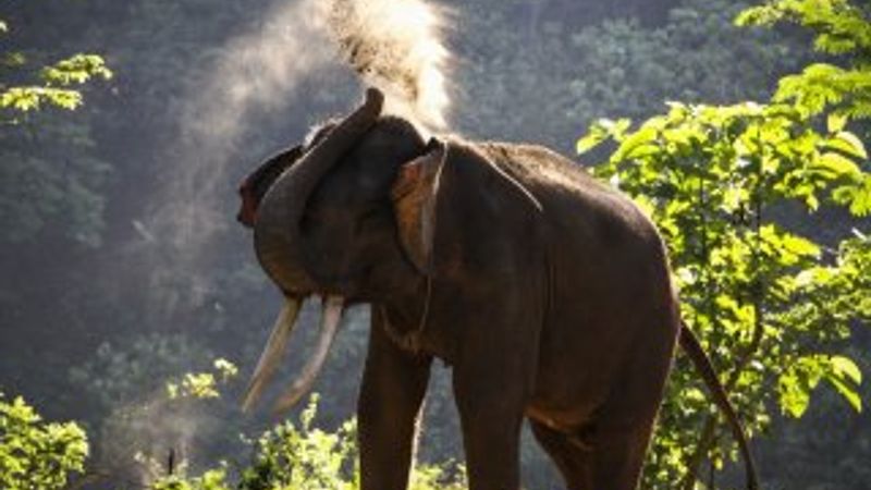 Afrika filleri artık hayvanat bahçelerine getirilmeyecek