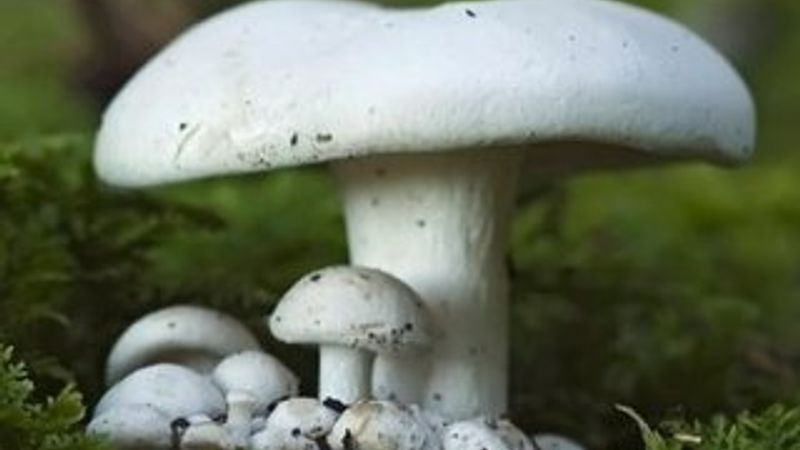 Topladıkları mantarı yiyen 6 kişilik aile zehirlendi