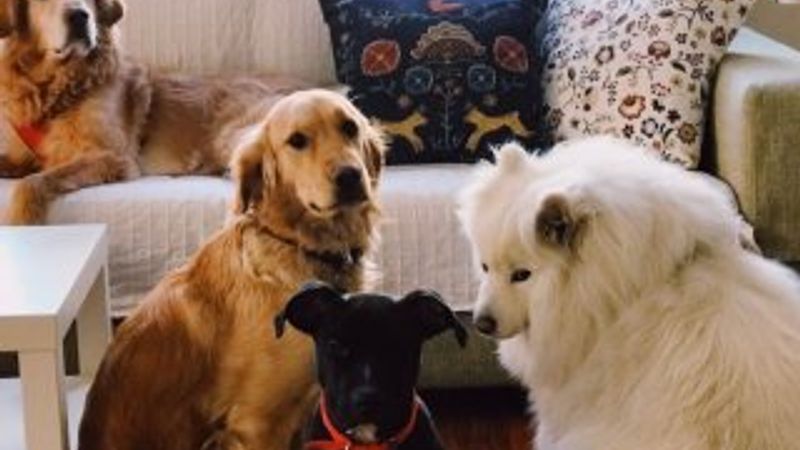 Hollandalılara uyarı: Köpeğinizi yatağınıza almayın