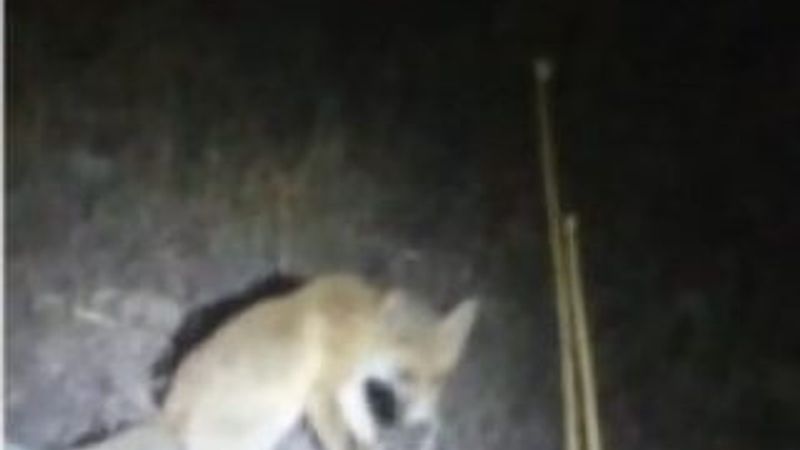 Giresun'da aç kalan tilkiye sahip çıktılar