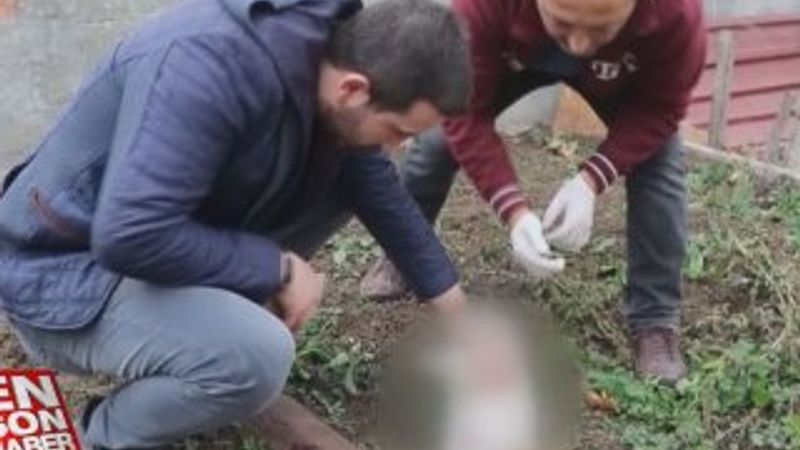 Bolu'da kedilere işkence edip öldürüyorlar