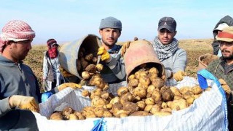 Patates ve kuru soğan ihracatına kısıtlama