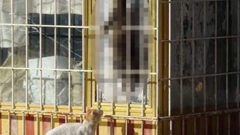Antalya'da kedi cinayeti