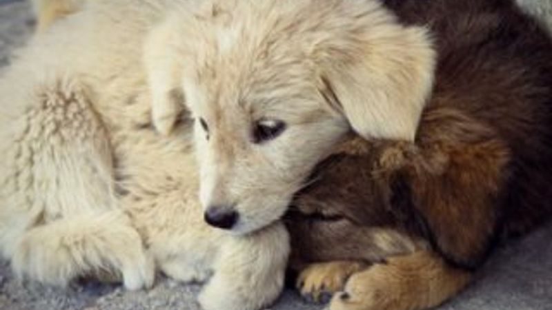 Hayvana karşı işlenen suçlarda cezalar belli oldu