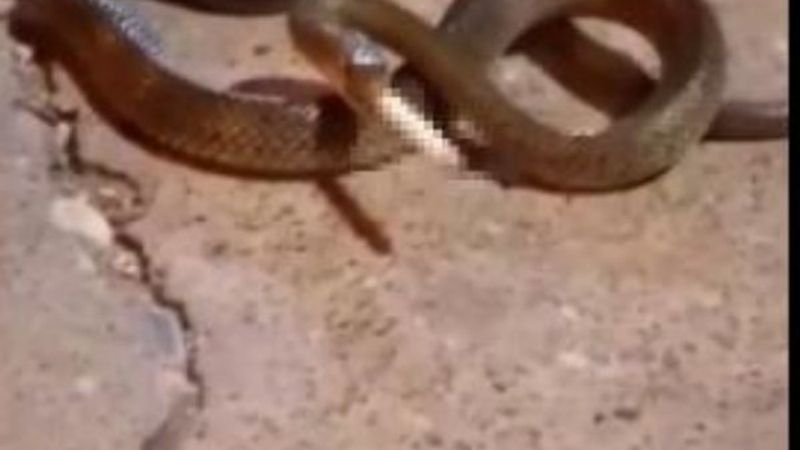 Adana'da yılana sigara içirdiler