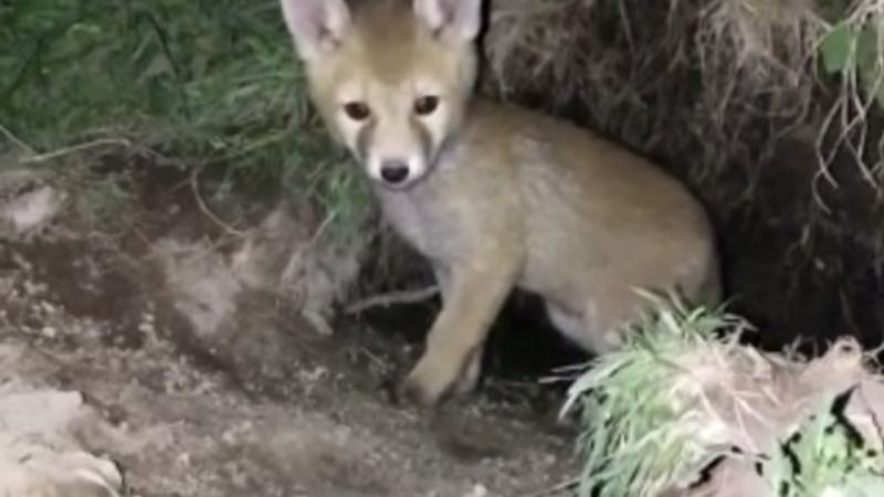 Ardahan'da yavru tilki görüntülendi