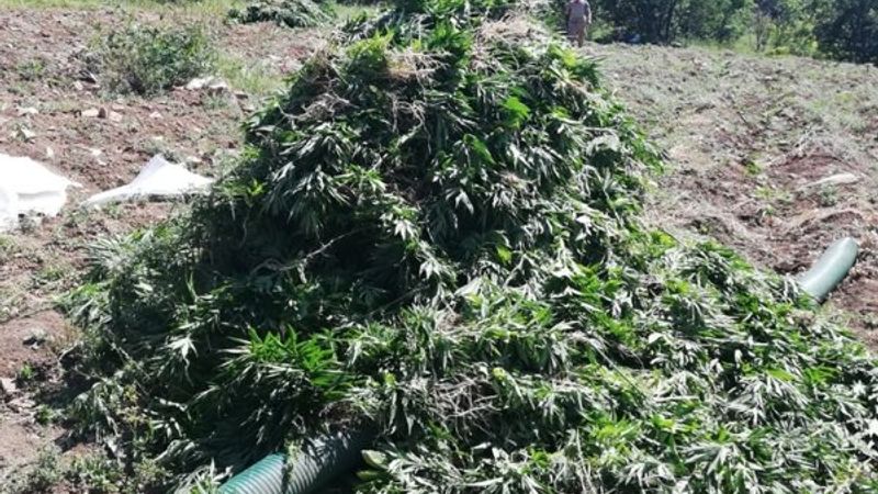 Diyarbakır'da 2 milyon 452 bin 500 kök kenevir bulundu