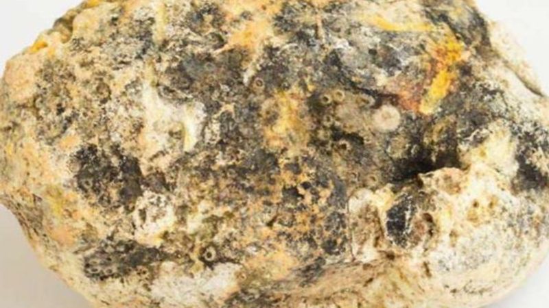 Balina kusmuğu nedir