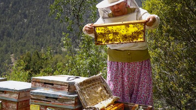 Eşinin miras bıraktığı arılarla geçiniyor