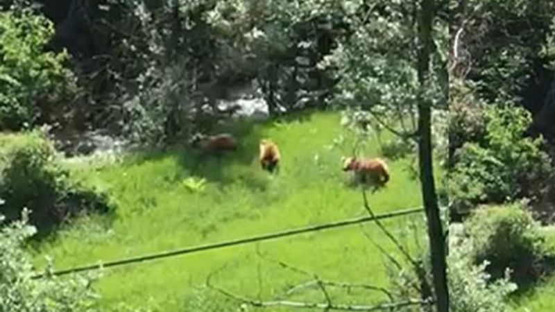 Sivas'ta mantar toplarken ayı ve yavrularıyla karşılaştı