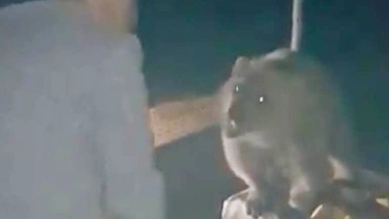 Bitlis'te piknikçilere ayı sürprizi