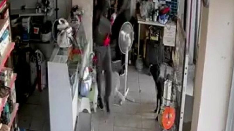 Üsküdar'da dükkana giren hırsızları izleyen köpek