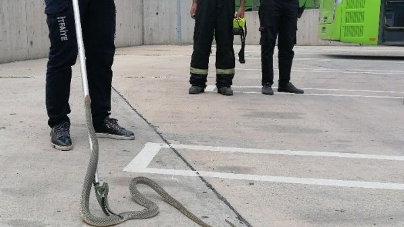 Kocaeli'de halk otobüsüne giren yılan yakalandı