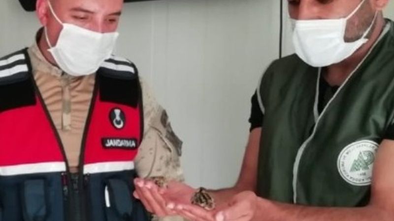 Van'da jandarmanın keklik kurtarma operasyonu