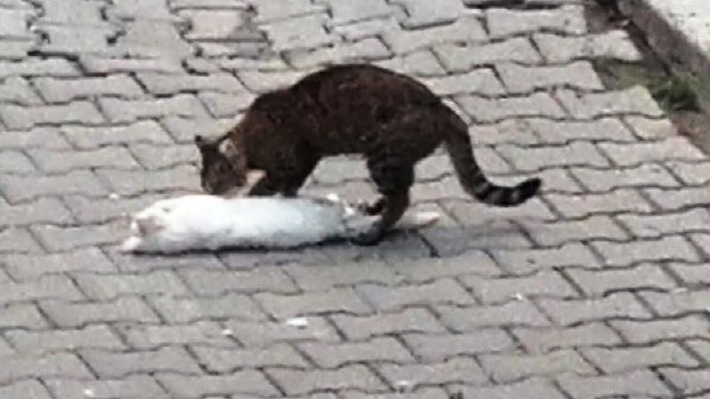 Ölen kediyi ayağa kaldırmak için mücadele anı kamerada