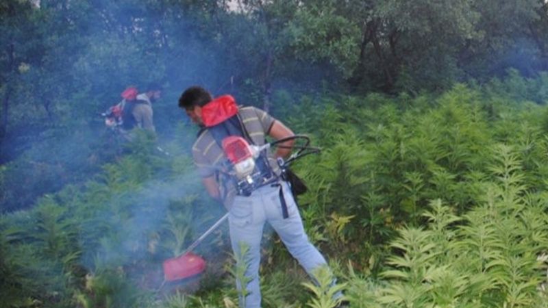 Diyarbakır'da son 4 yılın rekoru: 7.5 milyon kök kenevir