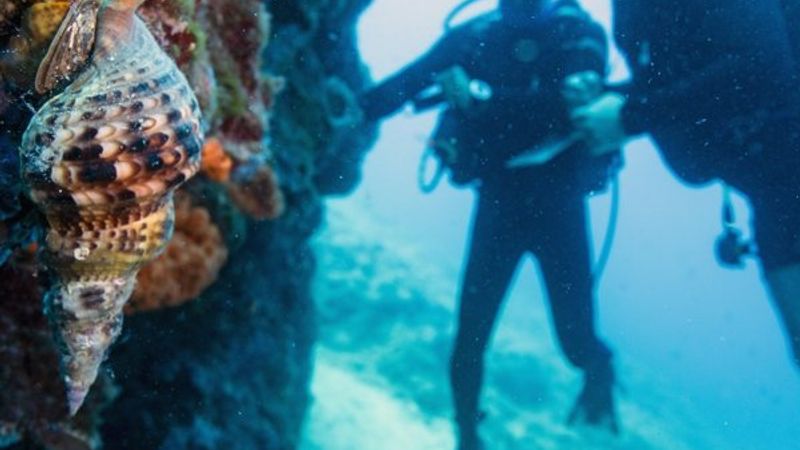 Karaburun'un su altı güzellikleri