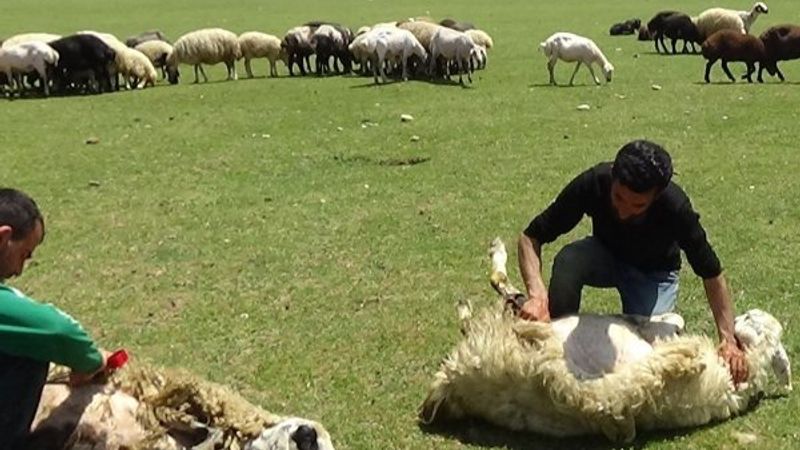 Erzincan'da koyun kırkma sezonu başladı
