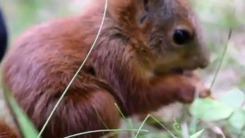 Minik sincabın yemek yerken çıkardığı sesler