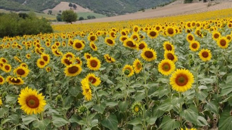 Vezirköprü'de ekilen ayçiçekleri açmaya başladı