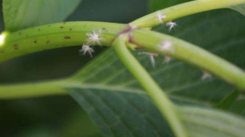 Karadeniz'de vampir kelebek kabusu