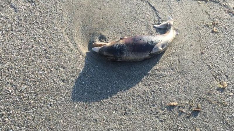 Sinop'ta ölü yunus karaya vurdu