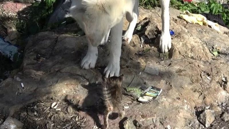 Maltepe'de, sokak köpeğinin yavru kedi ile oyunu