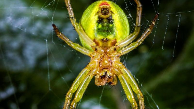 Küresel ısınma, örümcek sayısında patlama yaratacak