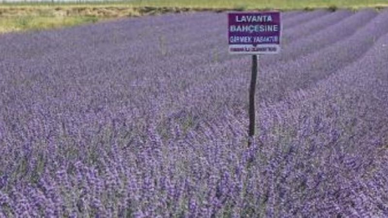 Kırıkkale'de tarlalarını lavanta bahçesine çevirdiler