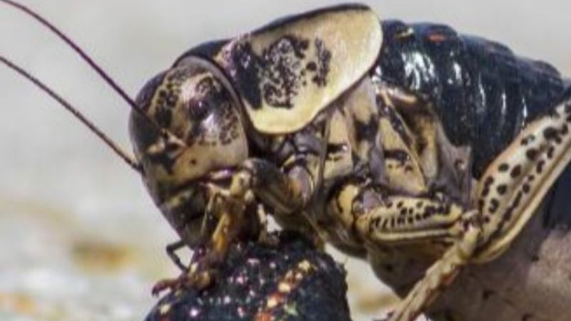 Yamyam tombul çekirge yumurtası için erkeğini yiyor