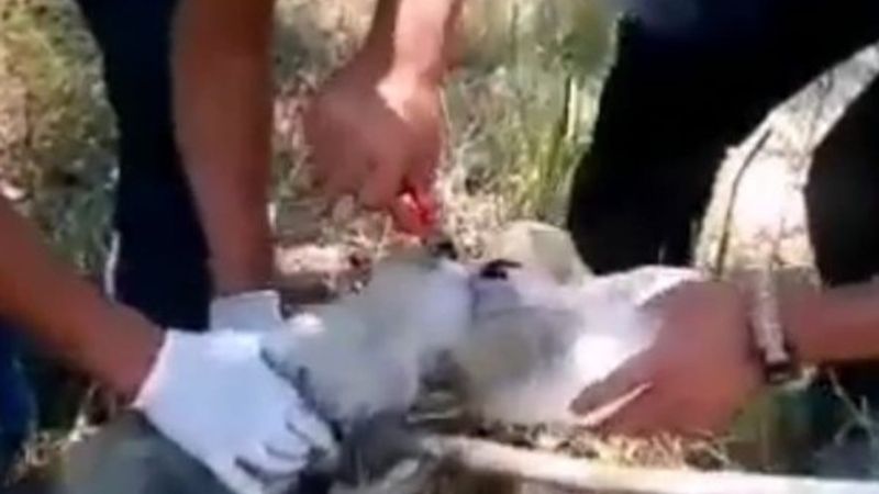 Van'da başı bidona sıkışan köpeğin imdadına yetiştiler