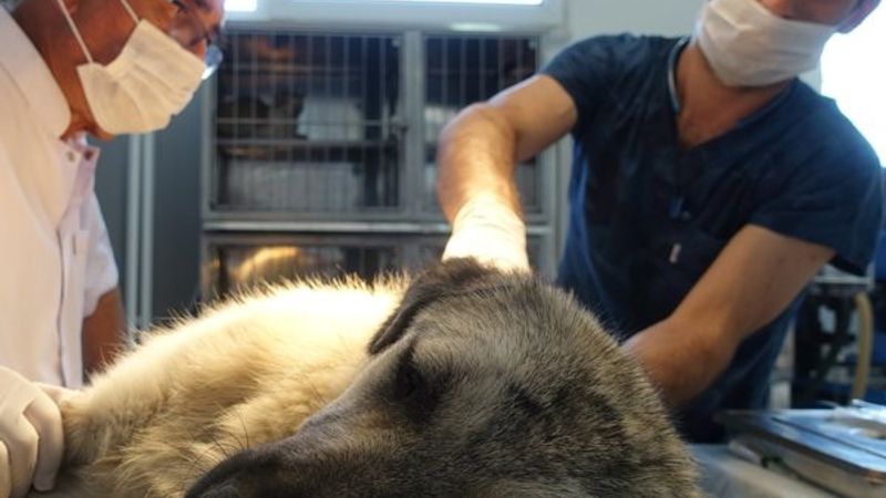 Kırklareli'nde sokak hayvanlarına mikroçip takılıyor