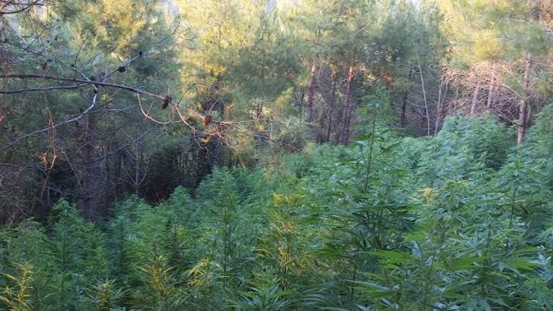 Hatay'da ormanlık alanı kenevir tarlasına çevirdiler