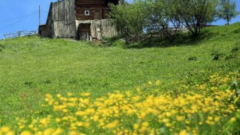 Rize'nin Petran Yaylası, doğasıyla cezbediyor